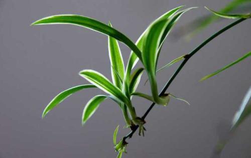 �����������빦Ч �����ķ�ˮ����ͼ  �����ڷŵ�����ˮ����