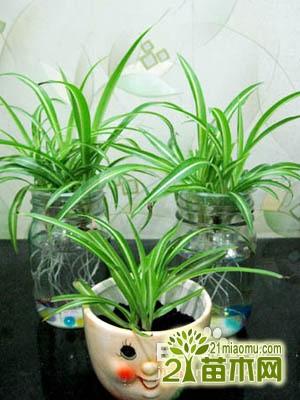 吊兰的作用与功效 吊兰的风水作用图 客厅摆放吊兰风水禁忌