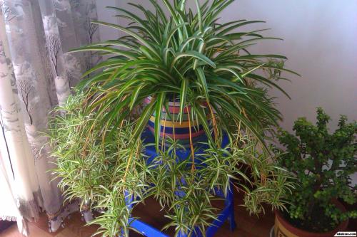 ������ʲô������ ����ʩʲô���ϳ��ú� ��������ֲ����������