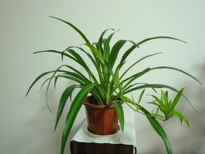 ������ʲô������ ����ʩʲô���ϳ��ú� ��������ֲ����������