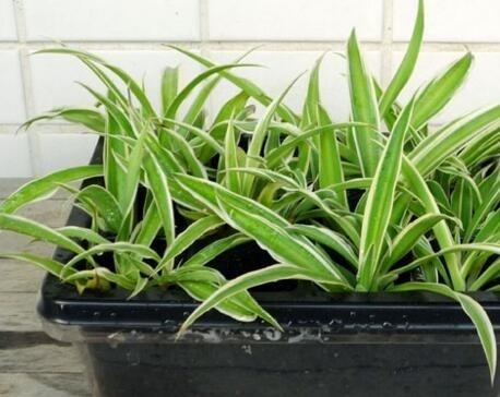 ��ôˮ����� ˮ������ø���ô��ͼƬ ����ˮ��������ע������