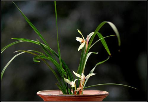 兰花要怎么养才能开花 怎么养兰花容易开花 兰花开花后怎么处理