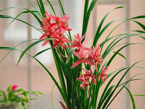 兰花要怎么养才能开花 怎么养兰花容易开花 兰花开花后怎么处理