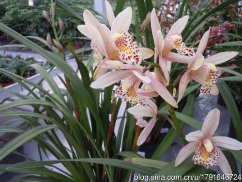 ����Ҫ��ô�����ܿ��� ��ô���������׿��� ������������ô����