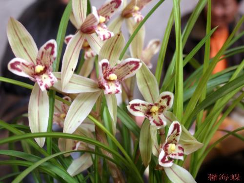 兰花叶子发黄怎么办 兰花焦尖焦叶原因对策以及防治方法