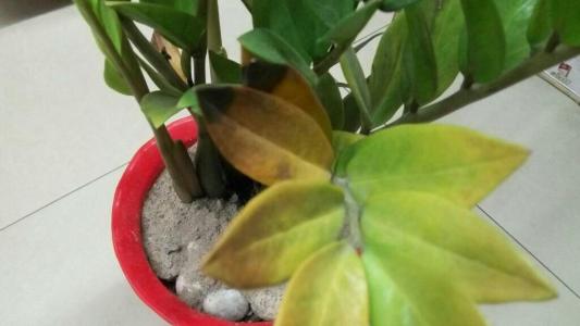 金钱树叶子发黄的原因及处理办法, 金钱树病虫害有哪些如何防治?