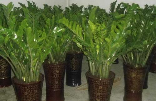 ��Ǯ��Ҷ�ӷ��Ƶ�ԭ�򼰴����취, ��Ǯ�����溦����Щ��η��Σ�