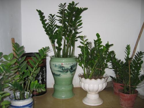 金钱树叶子发黄的原因及处理办法, 金钱树病虫害有哪些如何防治?