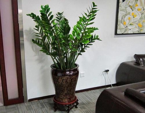 ��Ǯ��Ҷ�ӷ��Ƶ�ԭ�򼰴����취, ��Ǯ�����溦����Щ��η��Σ�