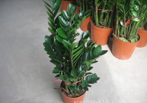 金钱树叶子发黄的原因及处理办法, 金钱树病虫害有哪些如何防治?