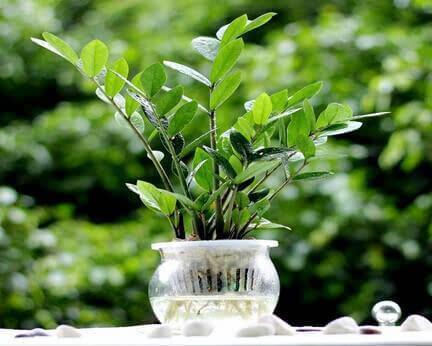 金钱树叶子发黄的原因及处理办法, 金钱树病虫害有哪些如何防治?