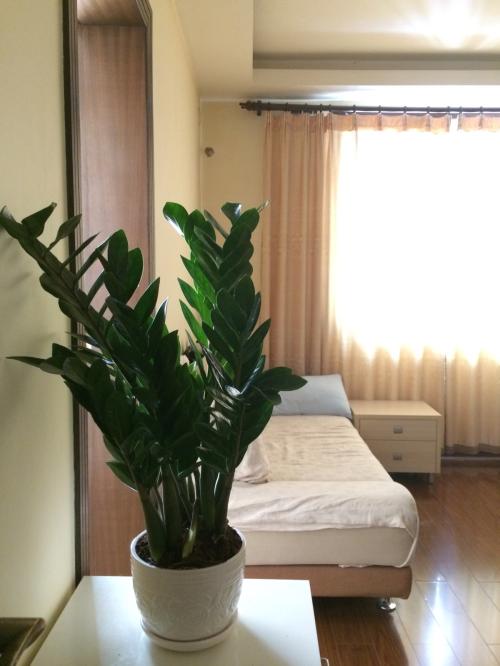 金钱树叶子发黄的原因及处理办法, 金钱树病虫害有哪些如何防治?