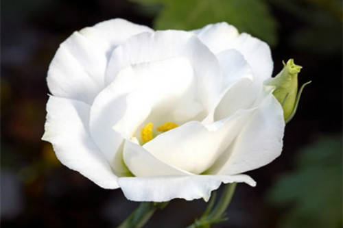 ������۹���ô����ֲ������ע������ ������۹�����������