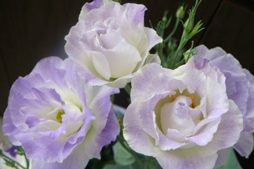 ������۹���ô����ֲ������ע������ ������۹�����������