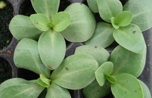 ������۹���ô����ֲ������ע������ ������۹�����������