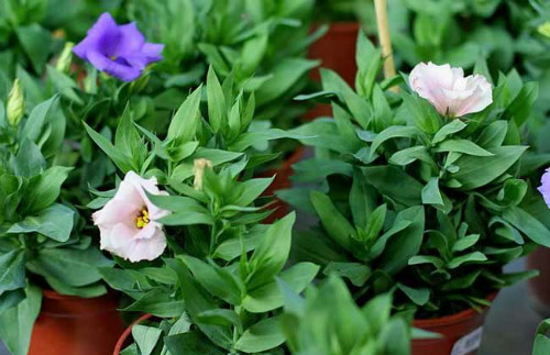 ������۹���ô����ֲ������ע������ ������۹�����������