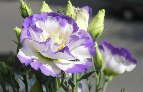 ������۹���ô����ֲ������ע������ ������۹�����������