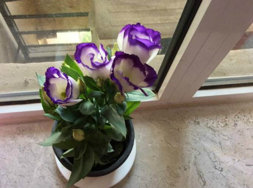 ������۹���ô����ֲ������ע������ ������۹�����������