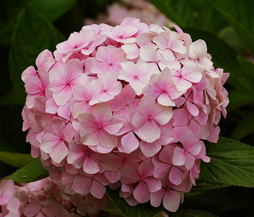 绣球花怎么养才能变色 盆栽绣球花的养殖方法和注意事项介绍