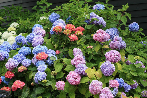 ������ô�����ܱ�ɫ �������򻨵���ֳ������ע���������