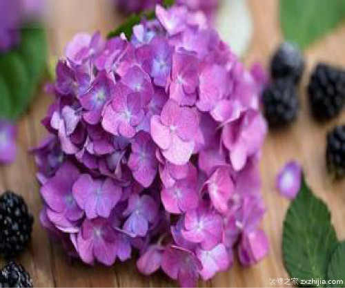 绣球花怎么养才能变色 盆栽绣球花的养殖方法和注意事项介绍