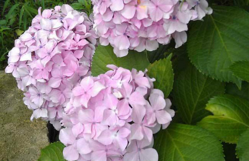 绣球花怎么养才能变色 盆栽绣球花的养殖方法和注意事项介绍