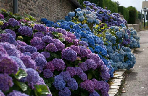 绣球花怎么养才能变色 盆栽绣球花的养殖方法和注意事项介绍