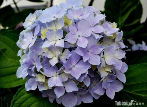 绣球花怎么养才能变色 盆栽绣球花的养殖方法和注意事项介绍