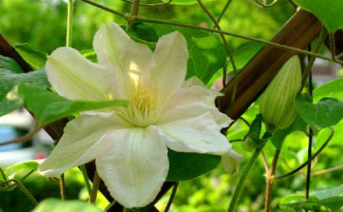 铁线莲最好养的品种是哪些 铁线莲的养殖方法和注意事项