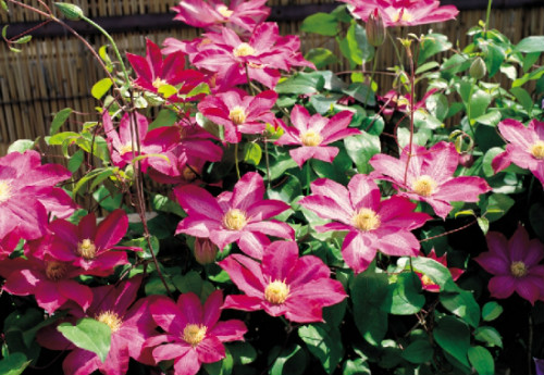 �������������Ʒ������Щ ����������ֳ������ע������