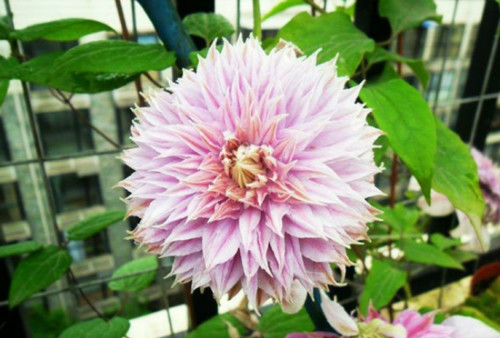 铁线莲最好养的品种是哪些 铁线莲的养殖方法和注意事项