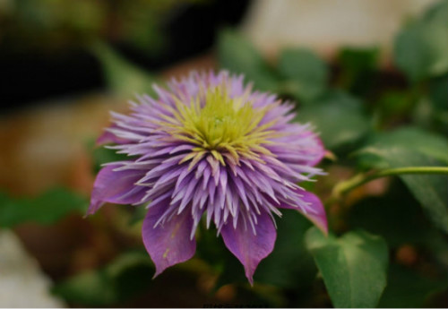 �������������Ʒ������Щ ����������ֳ������ע������