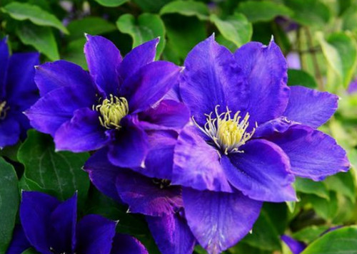 �������������Ʒ������Щ ����������ֳ������ע������