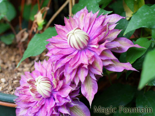 �������������Ʒ������Щ ����������ֳ������ע������