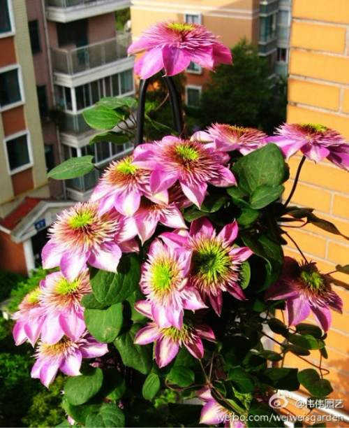 铁线莲最好养的品种是哪些 铁线莲的养殖方法和注意事项