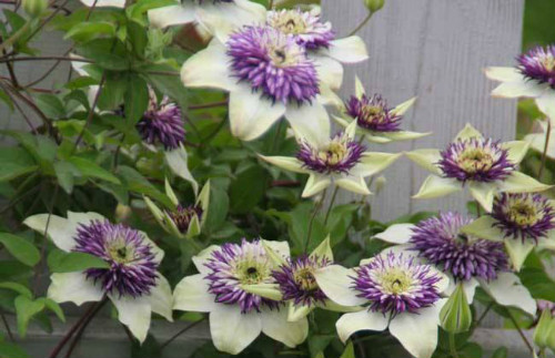 �������������Ʒ������Щ ����������ֳ������ע������