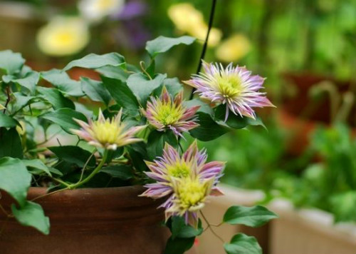 铁线莲最好养的品种是哪些 铁线莲的养殖方法和注意事项