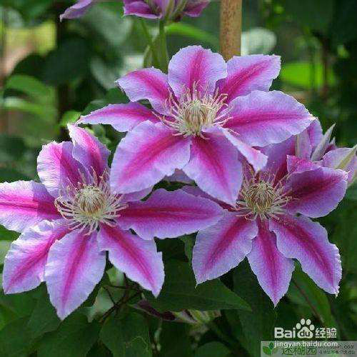 �������������Ʒ������Щ ����������ֳ������ע������