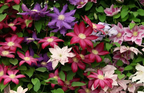 �������������Ʒ������Щ ����������ֳ������ע������