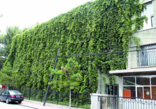 ��ɽ����ô�ֳ��ÿ� ��ɽ��������ֲ���� ��ɽ����ǽ����Ӱ����