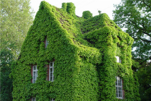 ��ɽ����ô�ֳ��ÿ� ��ɽ��������ֲ���� ��ɽ����ǽ����Ӱ����