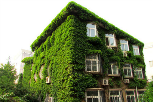 ��ɽ����ô�ֳ��ÿ� ��ɽ��������ֲ���� ��ɽ����ǽ����Ӱ����