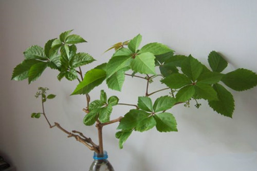 ��ɽ����ô�ֳ��ÿ� ��ɽ��������ֲ���� ��ɽ����ǽ����Ӱ����