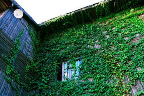 ��ɽ����ô�ֳ��ÿ� ��ɽ��������ֲ���� ��ɽ����ǽ����Ӱ����