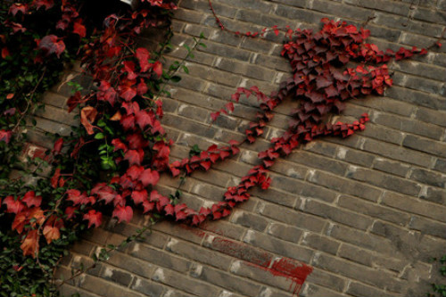 ��ɽ����ô�ֳ��ÿ� ��ɽ��������ֲ���� ��ɽ����ǽ����Ӱ����