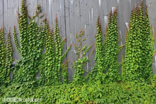 ��ɽ����ô�ֳ��ÿ� ��ɽ��������ֲ���� ��ɽ����ǽ����Ӱ����