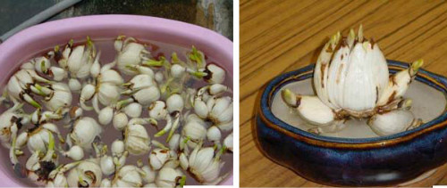 水仙花水培方法图解 水仙种球怎么保存 水仙水培好还是土培好