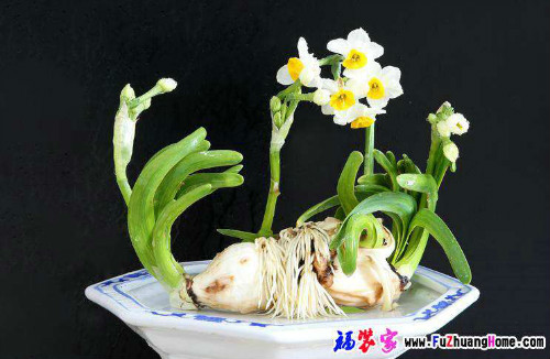 水仙花水培方法图解 水仙种球怎么保存 水仙水培好还是土培好