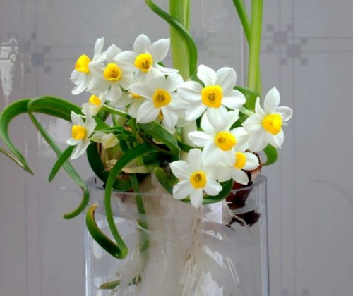 水仙花水培方法图解 水仙种球怎么保存 水仙水培好还是土培好