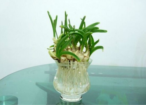水仙花水培方法图解 水仙种球怎么保存 水仙水培好还是土培好
